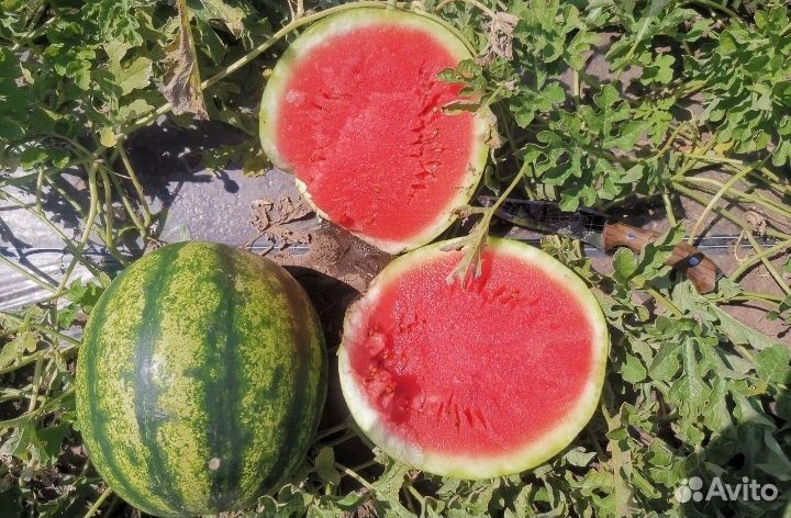 Арбузы Оптом