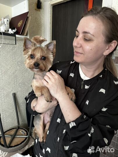 Стрижка и вычесывание животных (кошек, собак)