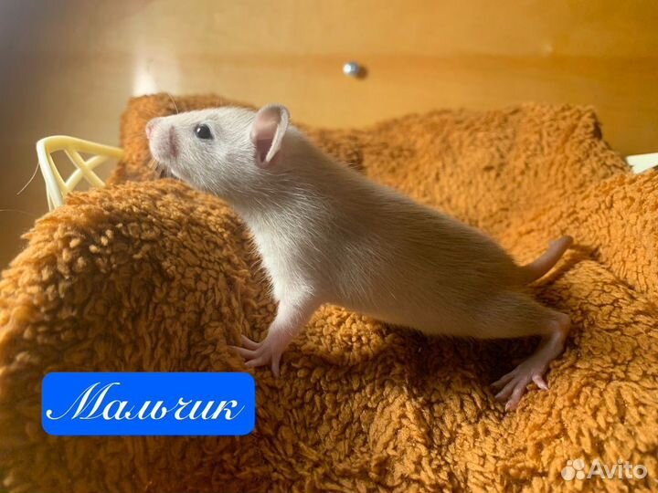 Крысята стандарт-дамбо