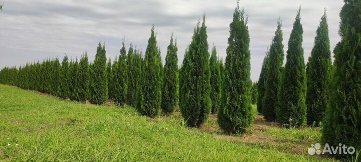 Озеленение и благоустройство