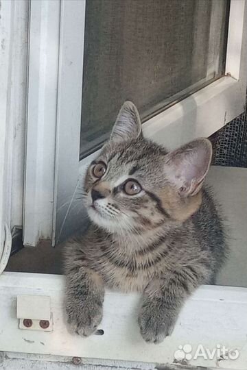 Кошки в добрые руки котята