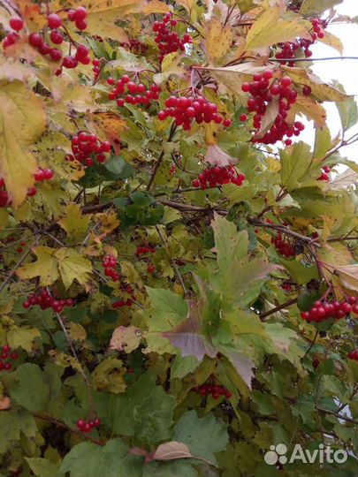 Ирга, калина и др