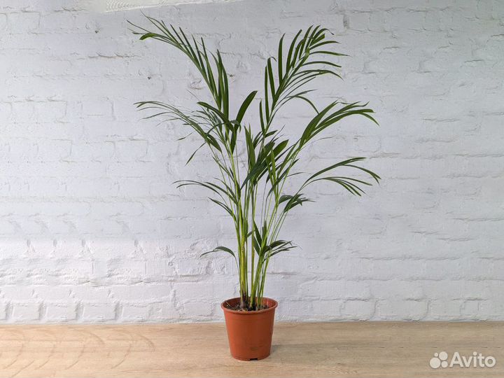 Арека Хризалидокарпус (Дипсис Желтоватый) 19/100