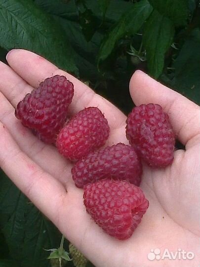 Саженцы малины Гордость России