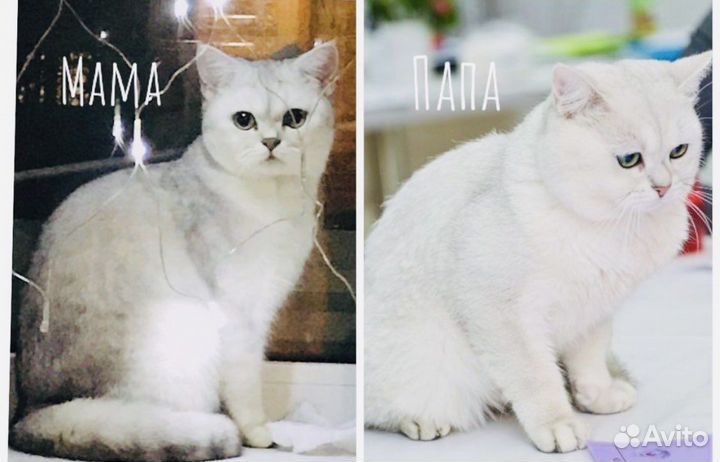 Серебристая британская шиншилла