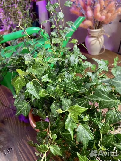 Хедера хеликс Джессика