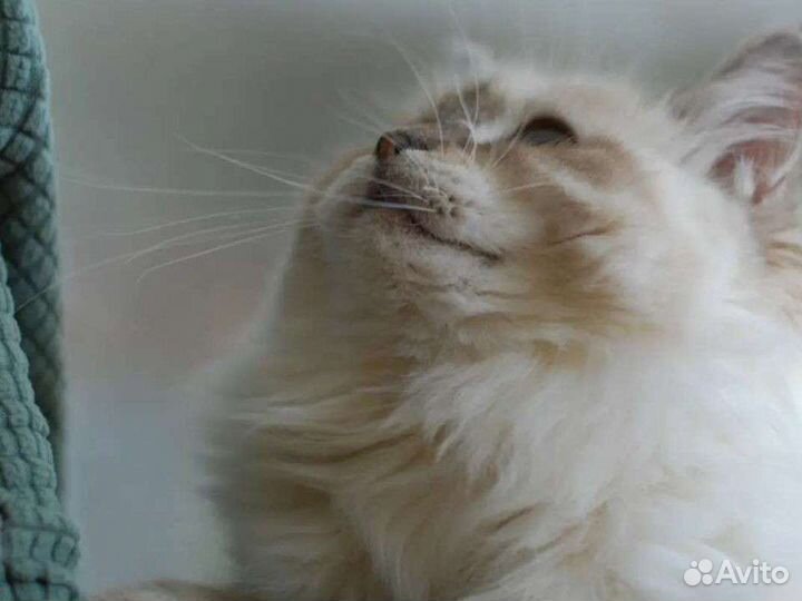 Невская маскарадная