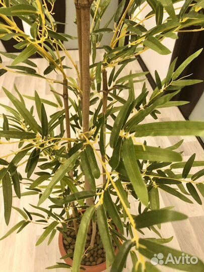 Бамбук Новые