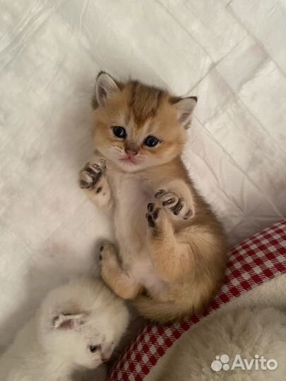Котята золотая шиншилла