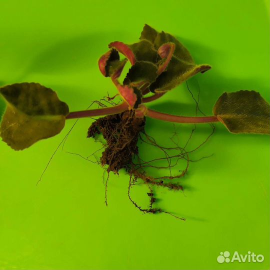 Фиалка Узамбарская. Крапивка