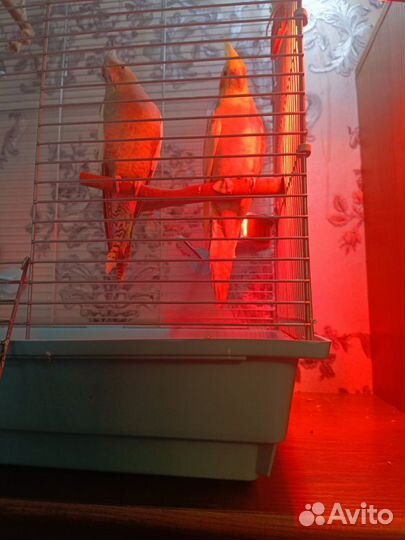 Попугаи карелла с клеткой