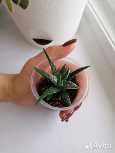 Хавортия суккулент