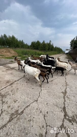 Нубийские козы