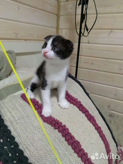 Кошка в дар бесплатно