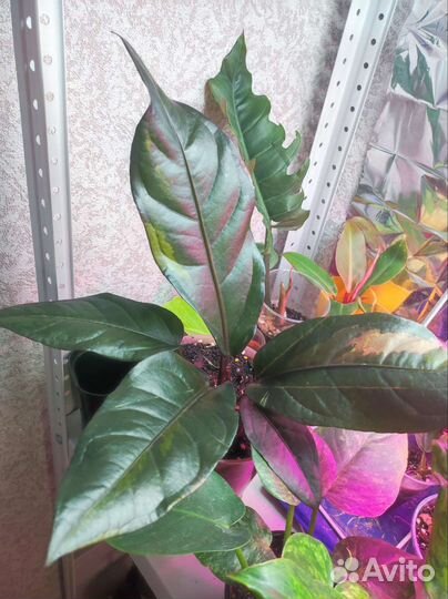 Антуриум ренессанс вар