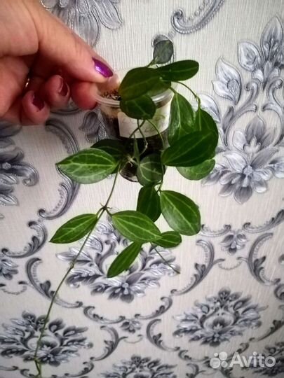 Дисхидия овата