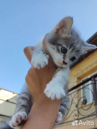 Котенок