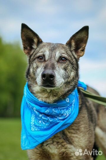 Небольшой пёсик в добрые руки