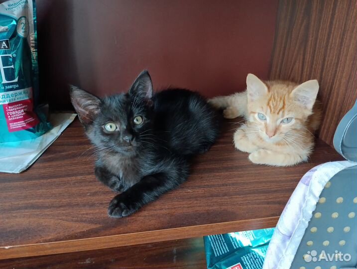 Котята в добрые руки