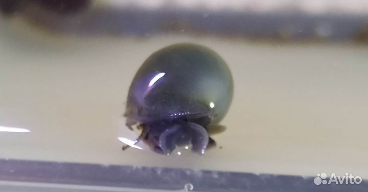 Ампулярия Черничная