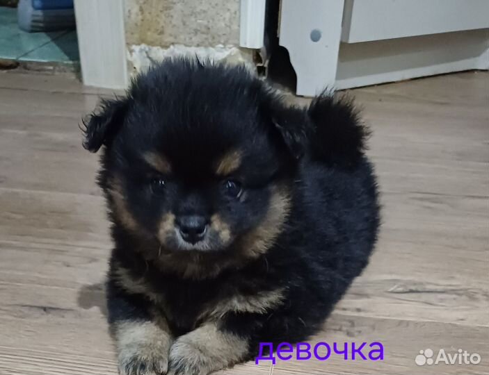 Щенки шпица