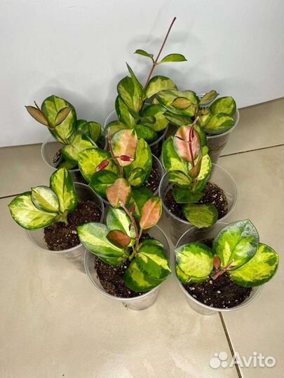 Хойя триколор,кримсон квин