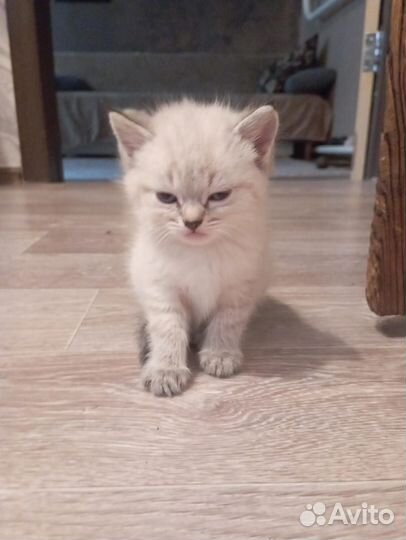 Котята в добрые руки даром бесплатно