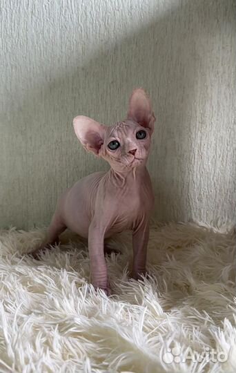 Канадский сфинкс