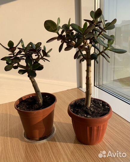 Денежное дерево толстянка