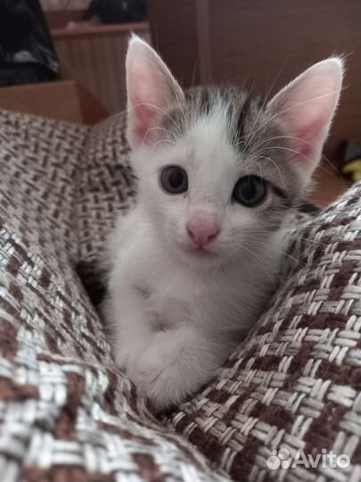 Котёнок ищет семью