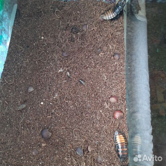 Мадагаскарские тараканы