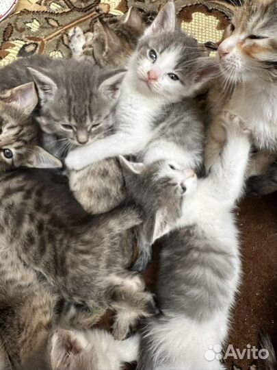 Котята мальчики