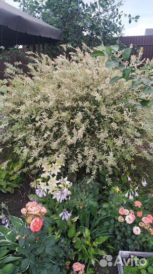 Декоративные кустарники