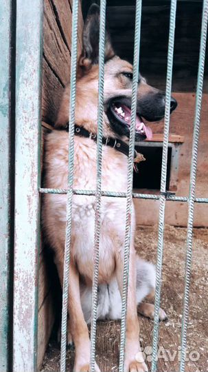 Собака ищет дом