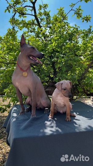 Американский голый терьер щенки