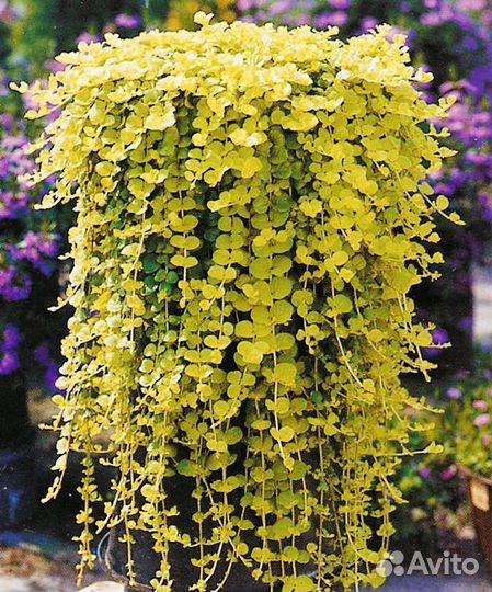 Лизимахия или вербейник монетчатый, коллизия розов