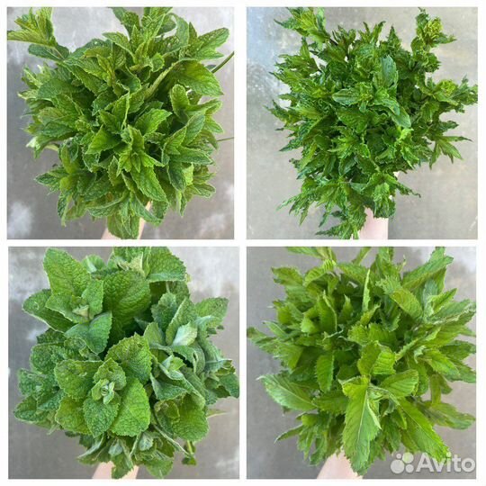 Мята разные сорта