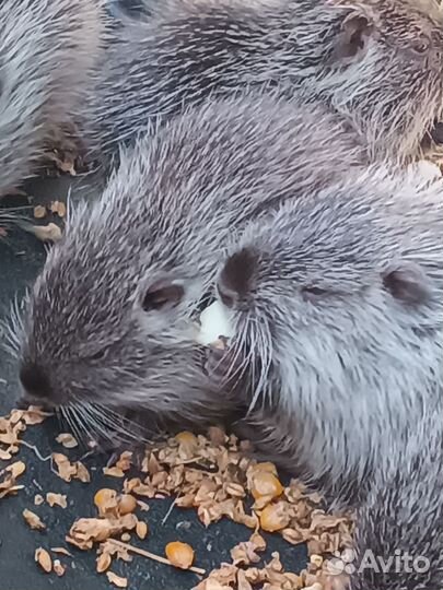 Нутрии на племя
