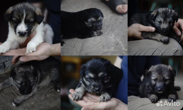 Щенки