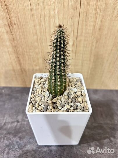 Кактусы и суккуленты, гимнакалициумы, астрафитумы