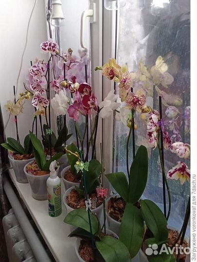 Восстановление орхидей