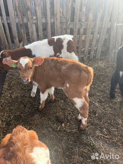 Телята бычки племенные с доставкой