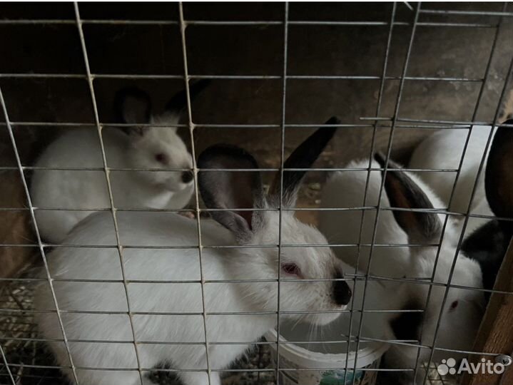 Калифорнийские кролики