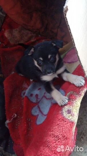 Отдам в добрые руки