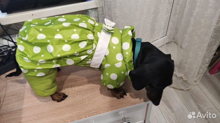 Комбинезон на собаку, одежда