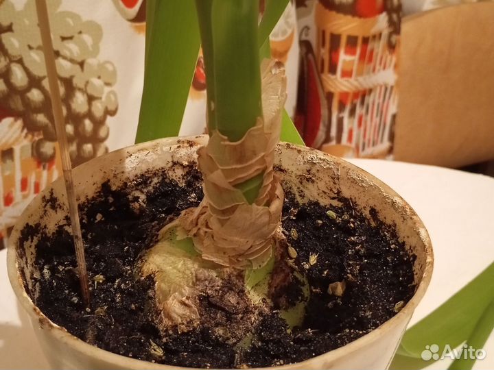 Лечебный цветок