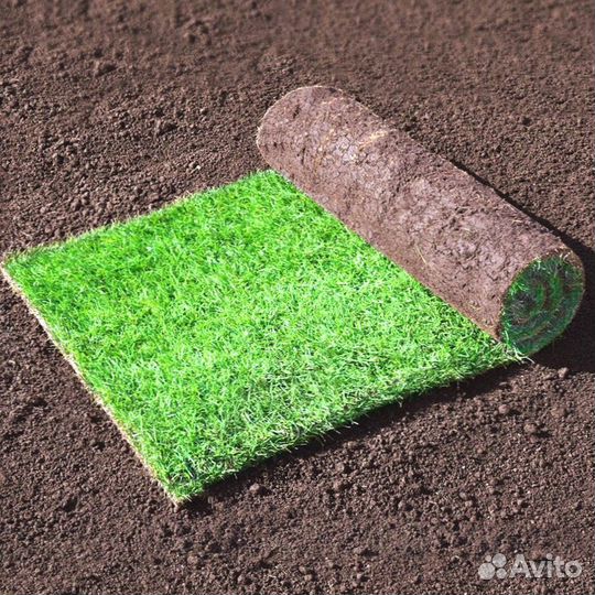 Рулонный газон с укладкой
