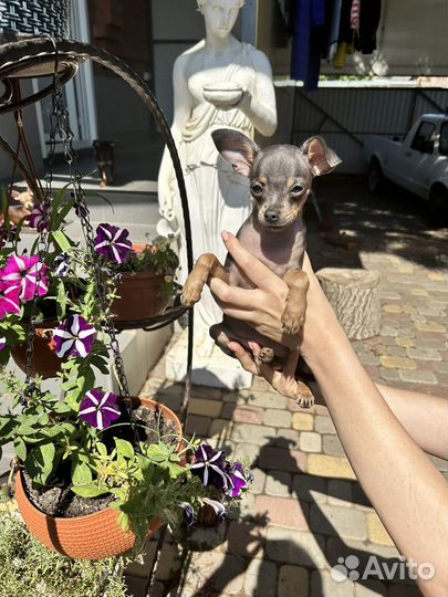 Мини той-терьер