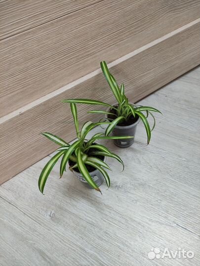 Хлорофитумы