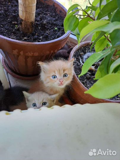 Крупный рыжик (из приюта)